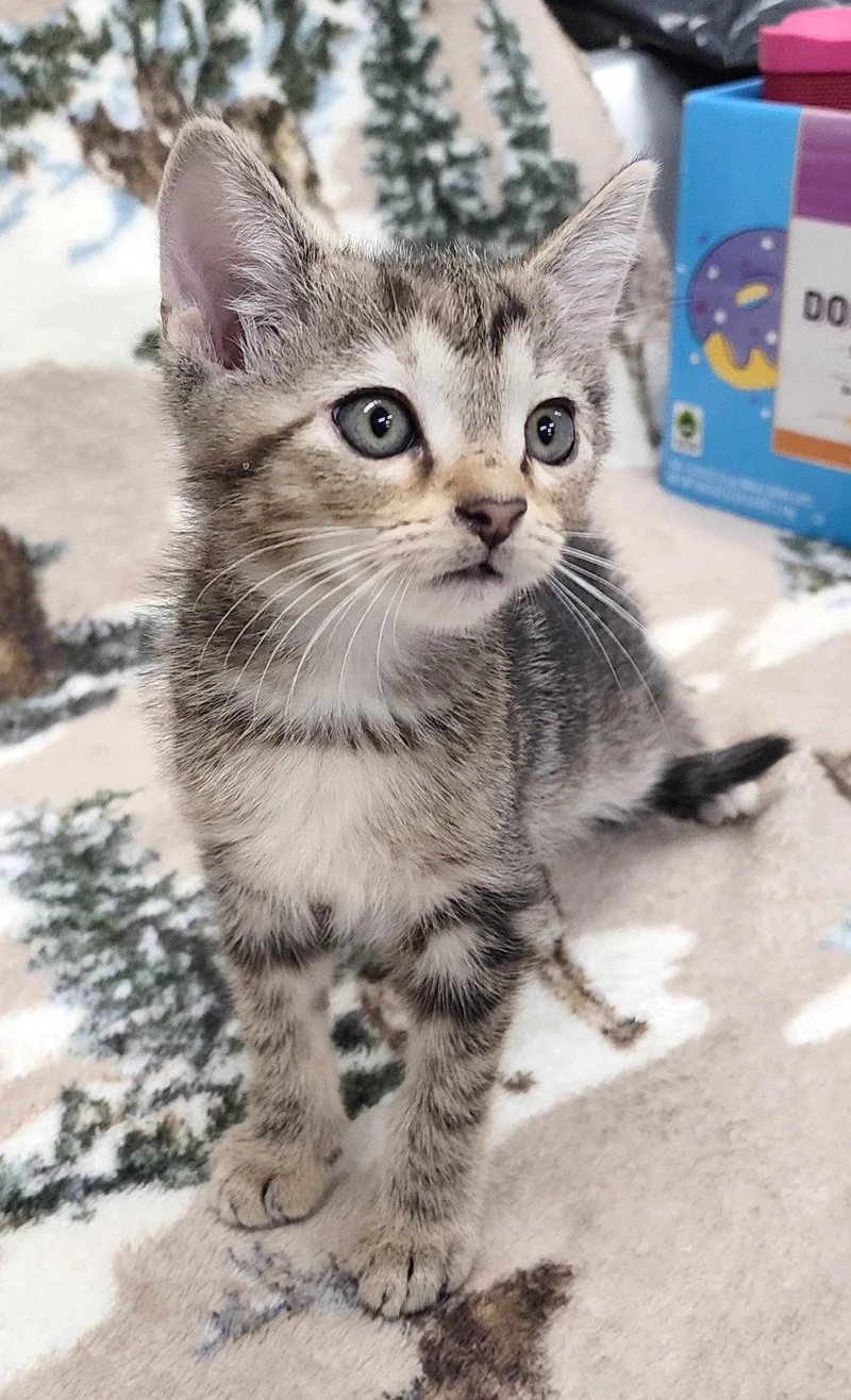 A baby medium-sized female Domestic Short Hair cat named Brangwin for adoption in Wetumpka, AL
