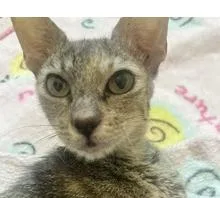 An adult small-sized female Torbie Domestic Short Hair cat named Rainey for adoption in Lafayette, LA