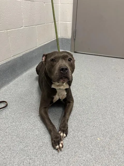 An adult large-sized female Pit Bull Terrier dog named Tinker for adoption in Indianapolis, IN