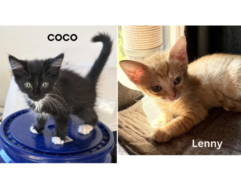 A baby medium-sized female Domestic Long Hair cat named Coco & Lenny for adoption in Charlotte, NC
