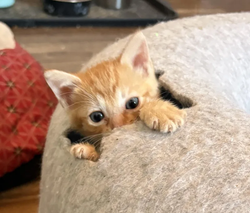 Coco & Lenny thumbnail 2
