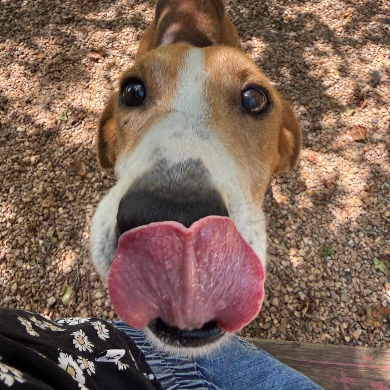 An adult medium-sized male Brown / Chocolate American Foxhound dog named Memphis for adoption in Charlottesville, VA