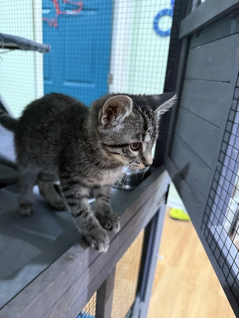 A baby medium-sized female Domestic Short Hair cat named CAT  Taffy for adoption in GILBERTS, IL