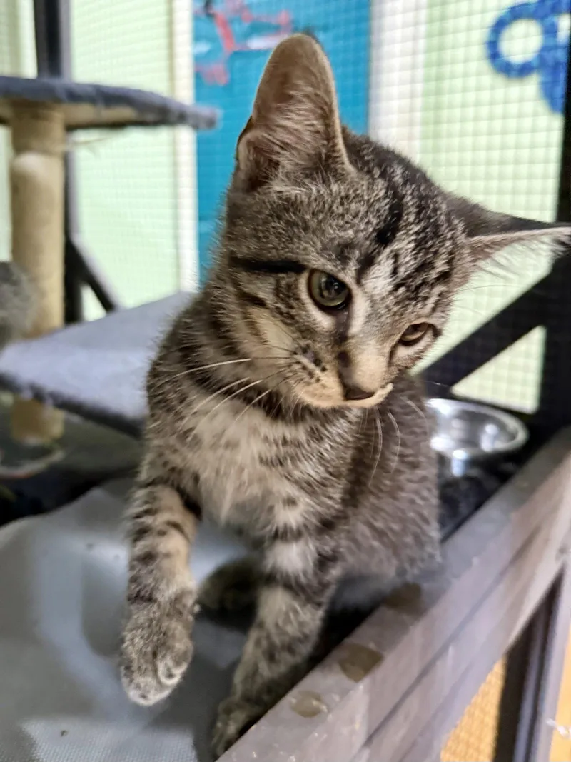 CAT  Taffy thumbnail 2