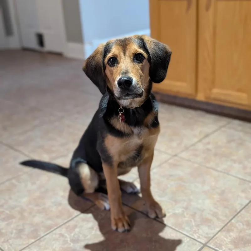A young medium-sized male Black Beagle dog named Monty for adoption in Avon, OH