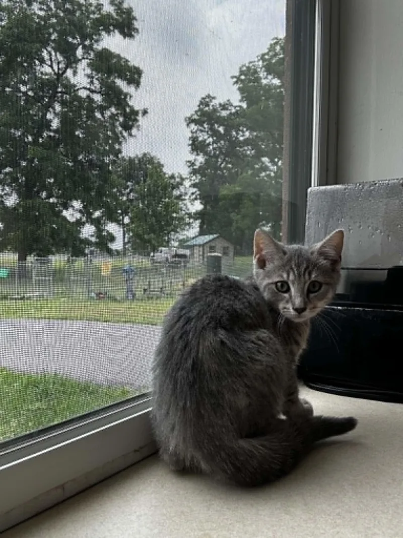 A baby medium-sized female Tabby (Gray / Blue / Silver) Domestic Short Hair cat named Aurora for adoption in Chambersburg, PA