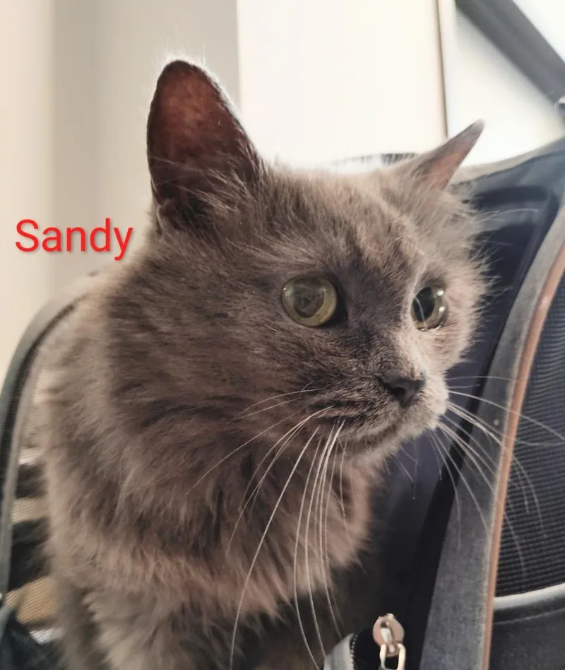 Sandy