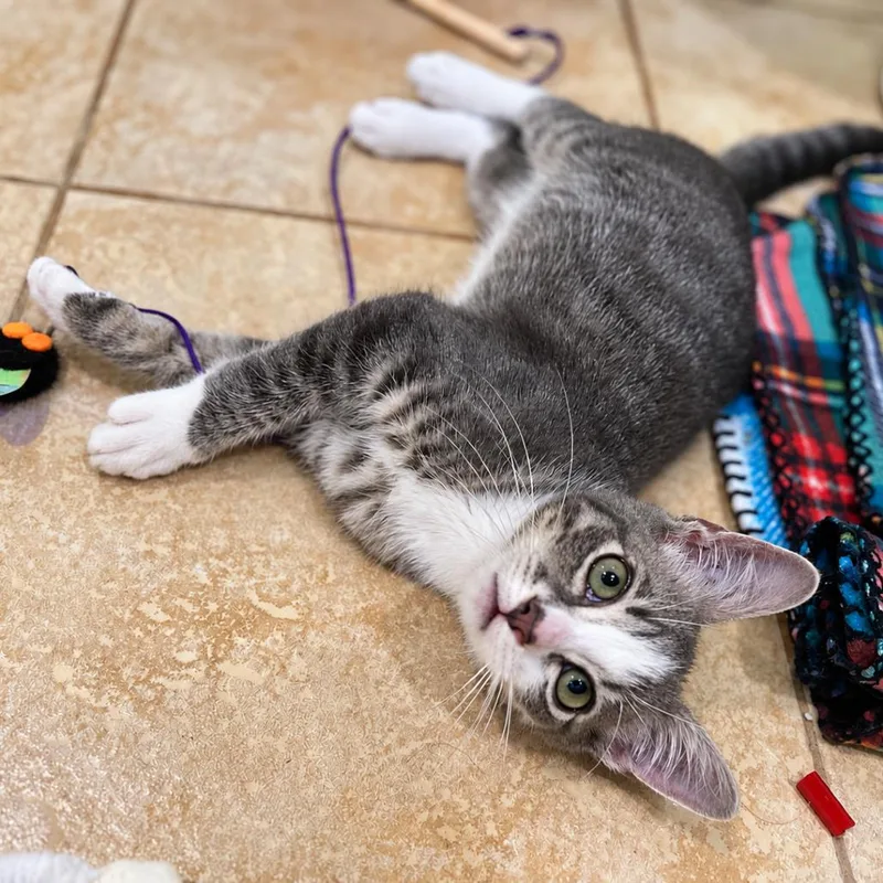 A baby small-sized male White Domestic Short Hair cat named Ralph for adoption in Long Beach, CA
