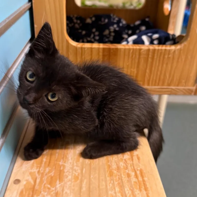 A baby small-sized male Black Domestic Short Hair cat named Bean for adoption in Naples, FL