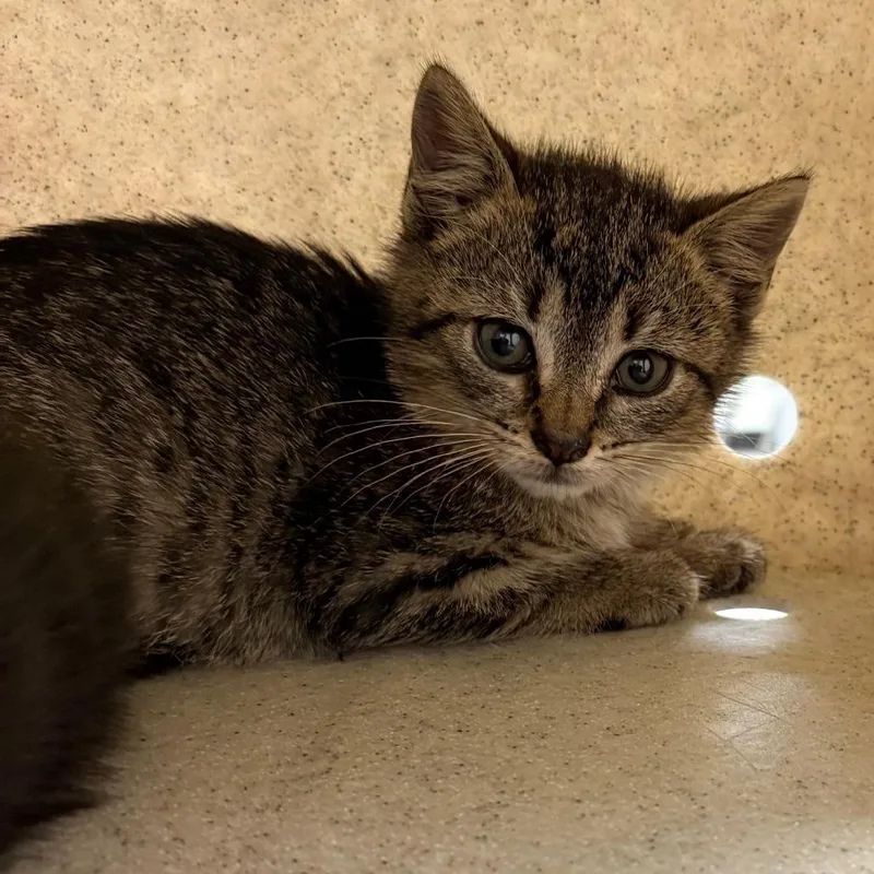 A baby small-sized male Black Domestic Short Hair cat named Mojo for adoption in Philadelphia, PA