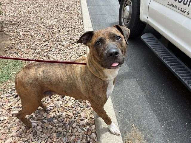 An adult large-sized female Pit Bull Terrier dog named Briley for adoption in Mesa, AZ