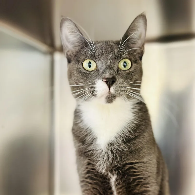 An adult medium-sized female Gray & White Domestic Short Hair cat named Winnie for adoption in Manahawkin, NJ