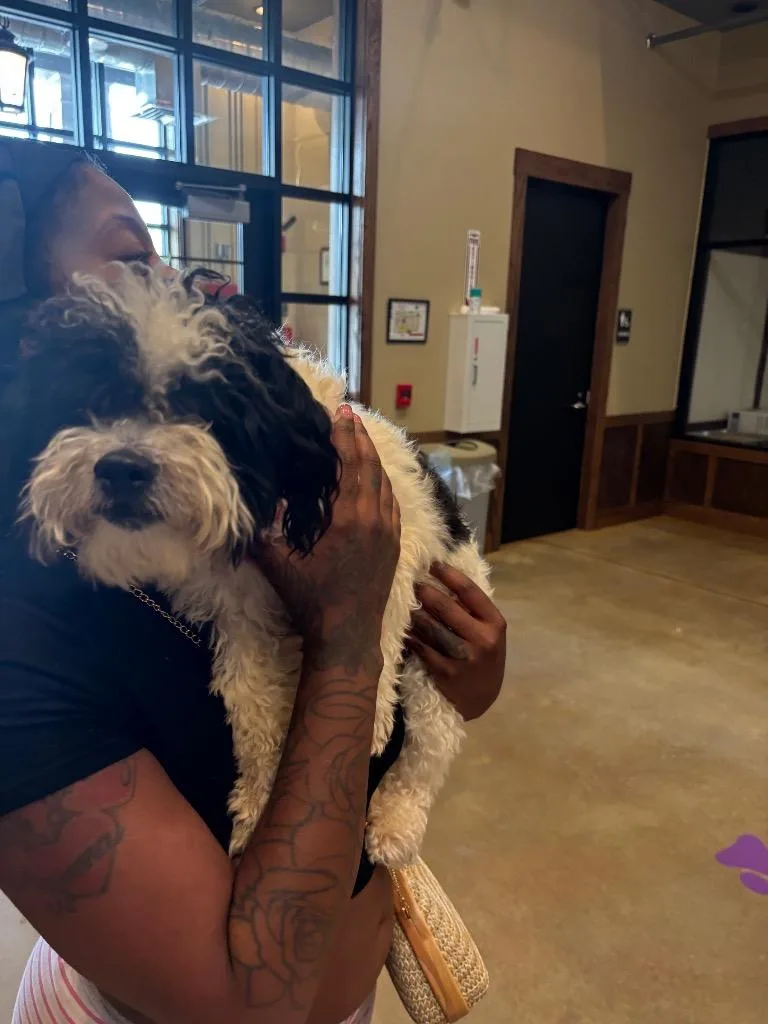 A young medium-sized male Shih Tzu dog named Found Animal for adoption in Douglasville, GA
