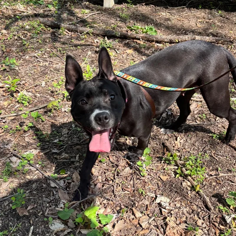 A young medium-sized female Black Mixed Breed dog named Winnie for adoption in Birdsboro, PA