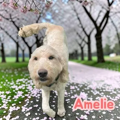 A young medium-sized female Apricot / Beige Labradoodle dog named Amelie Loyal Lovebug for adoption in Chuckey, TN