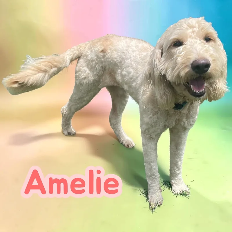 Amelie  Loyal Lovebug thumbnail 2