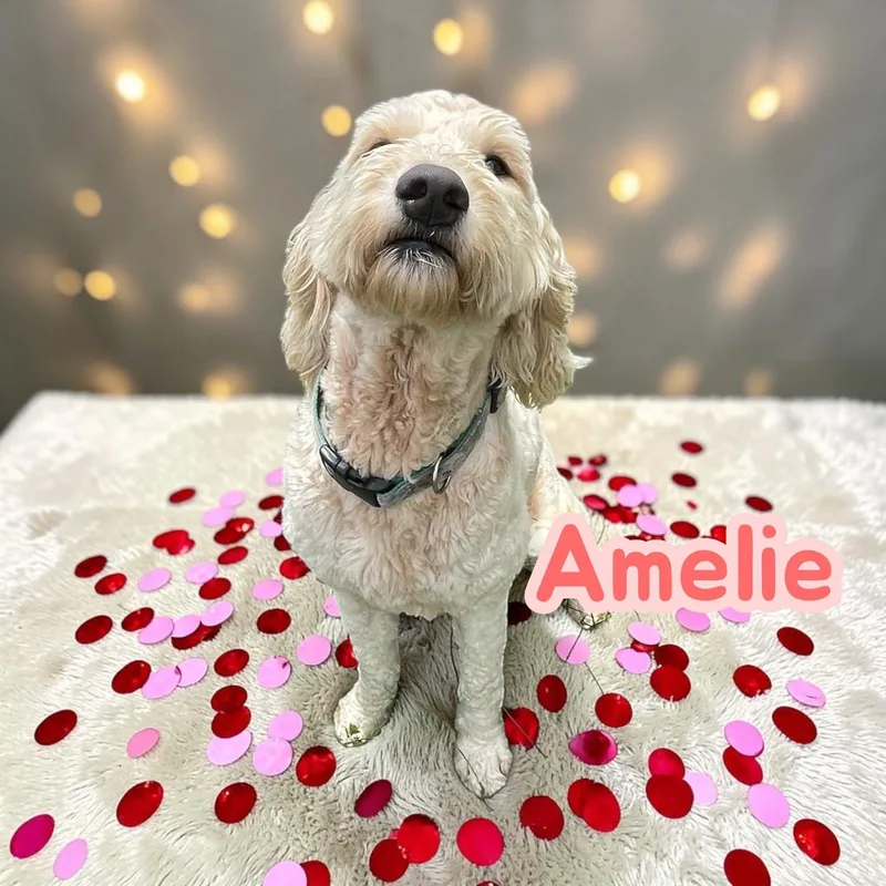 Amelie  Loyal Lovebug thumbnail 4