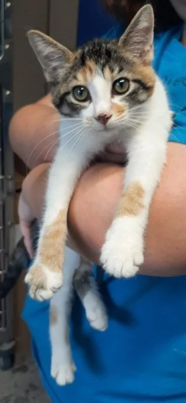 A baby medium-sized female Tabby (Brown / Chocolate) Domestic Short Hair cat named Christian Mingle for adoption in Georgetown, OH