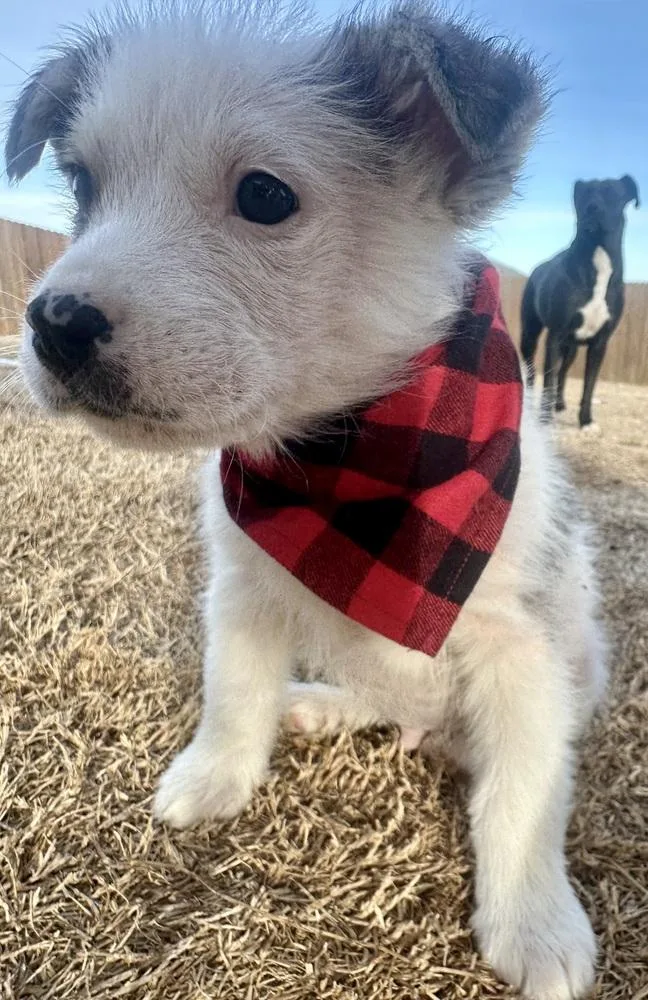 A baby medium-sized male White / Cream Great Pyrenees dog named Chess for adoption in Shawnee, OK