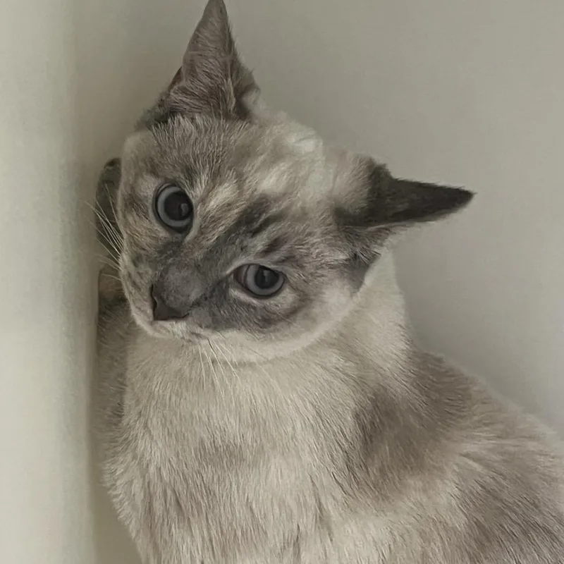 A baby small-sized female Cream / Ivory Domestic Short Hair cat named Meowly Cyrus for adoption in Birmingham, AL