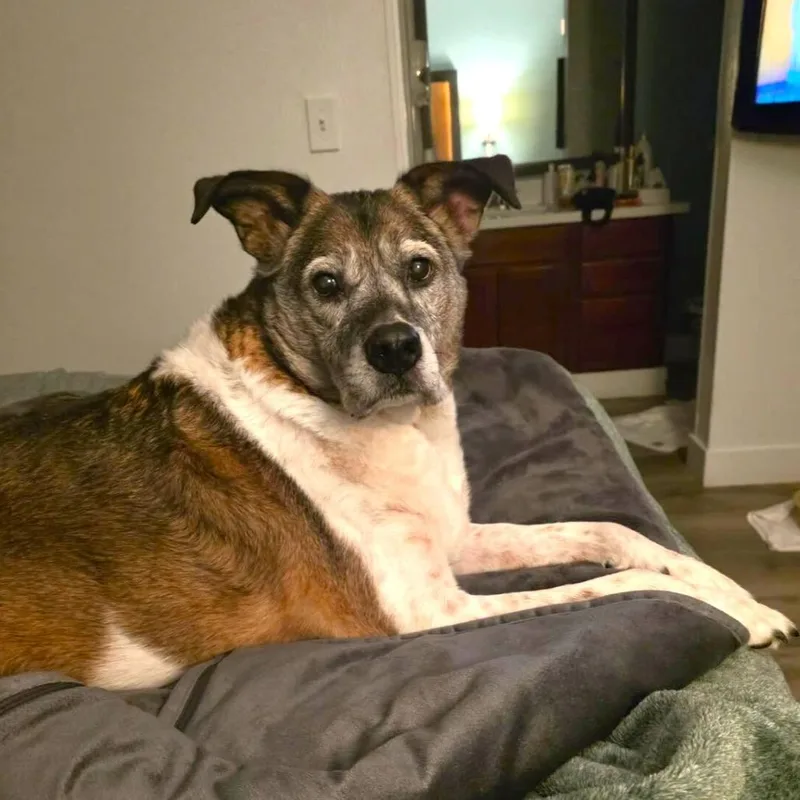 A senior extra large-sized male Brown / Chocolate Mixed Breed dog named Jackson for adoption in Las Vegas, NV