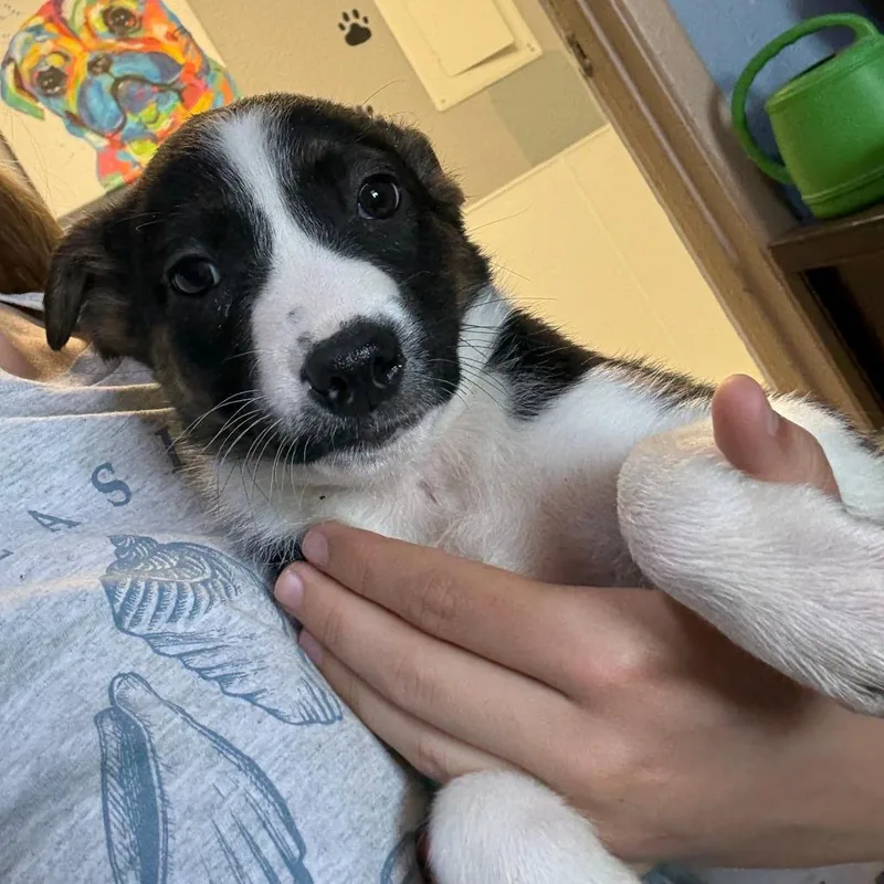 A baby medium-sized female Black Cattle Dog dog named Artemis for adoption in Casa Grande, AZ