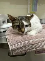 An adult medium-sized male Tabby (Brown / Chocolate) Domestic Short Hair cat named Lampy for adoption in Manitowoc, WI