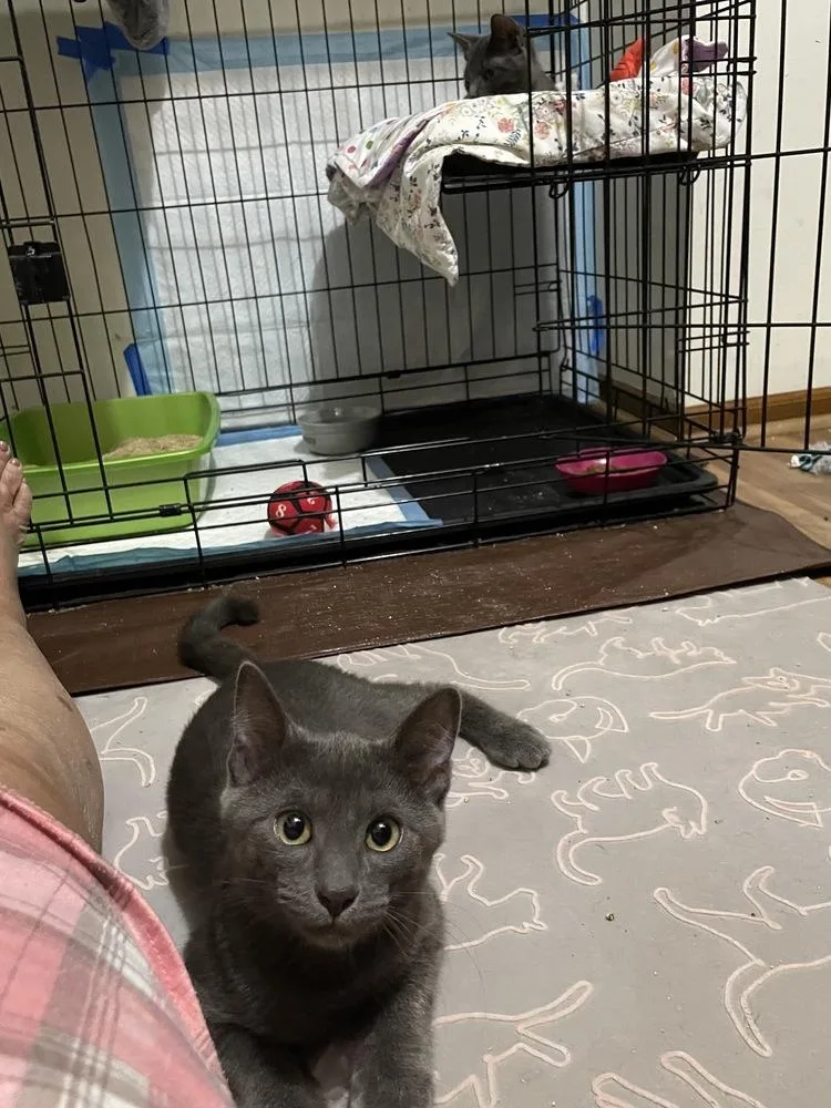 A baby medium-sized male Gray / Blue / Silver Domestic Short Hair cat named Spool for adoption in Milltown, NJ