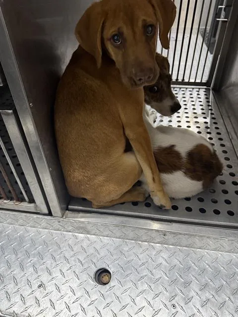 A young small-sized female Mixed Breed dog named Tina for adoption in Dallas, TX