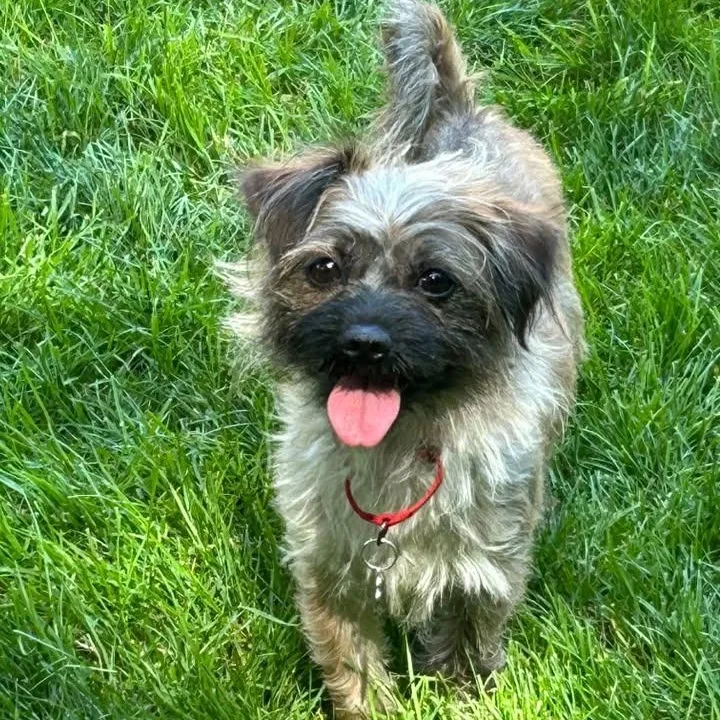 Gertie