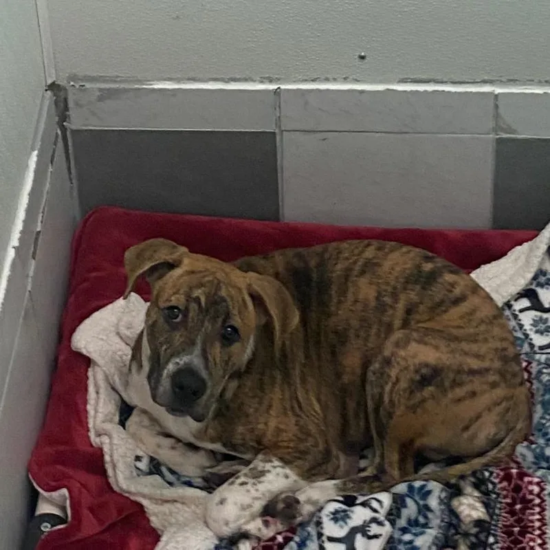 Dozer thumbnail 2