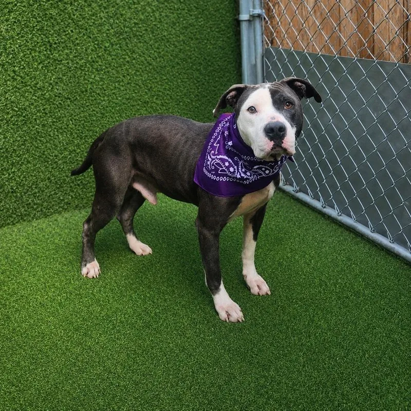 An adult large-sized male Gray / Blue / Silver American Staffordshire Terrier dog named Valor for adoption in Oak Point, TX