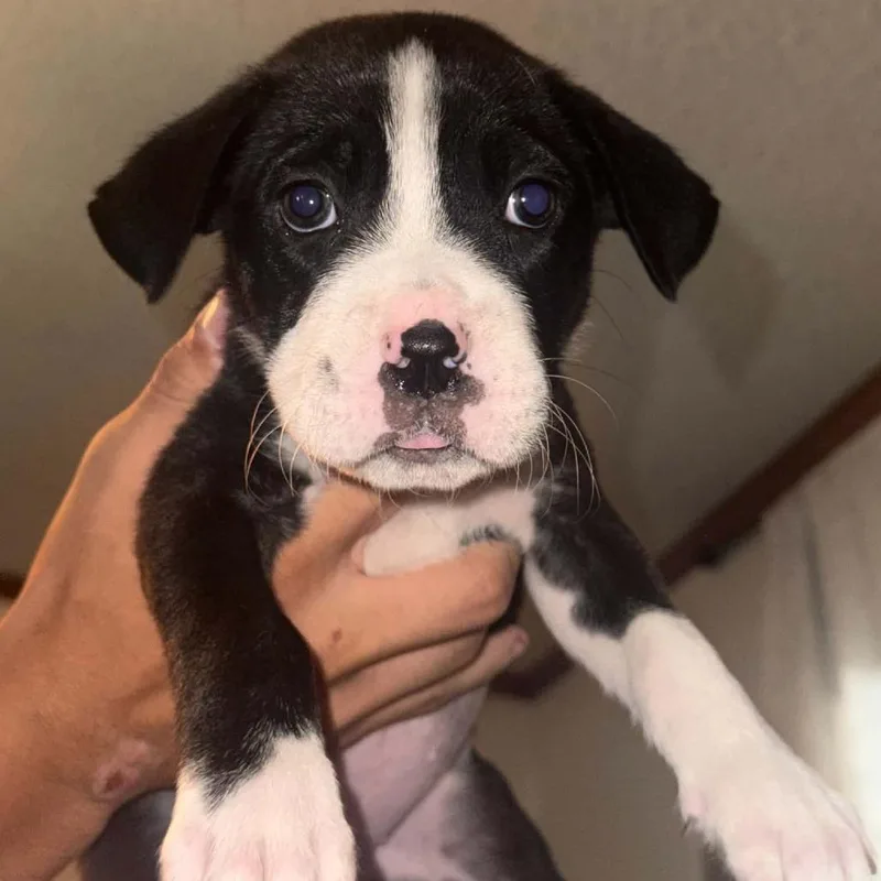 A baby small-sized female Black Boxer dog named Tessie for adoption in Oceanside, NY