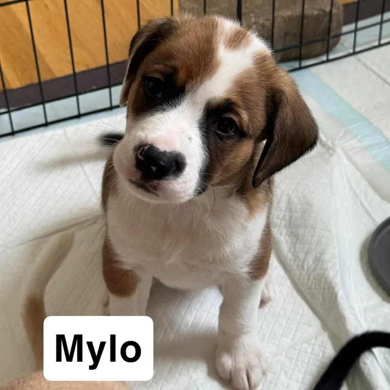 Mylo
