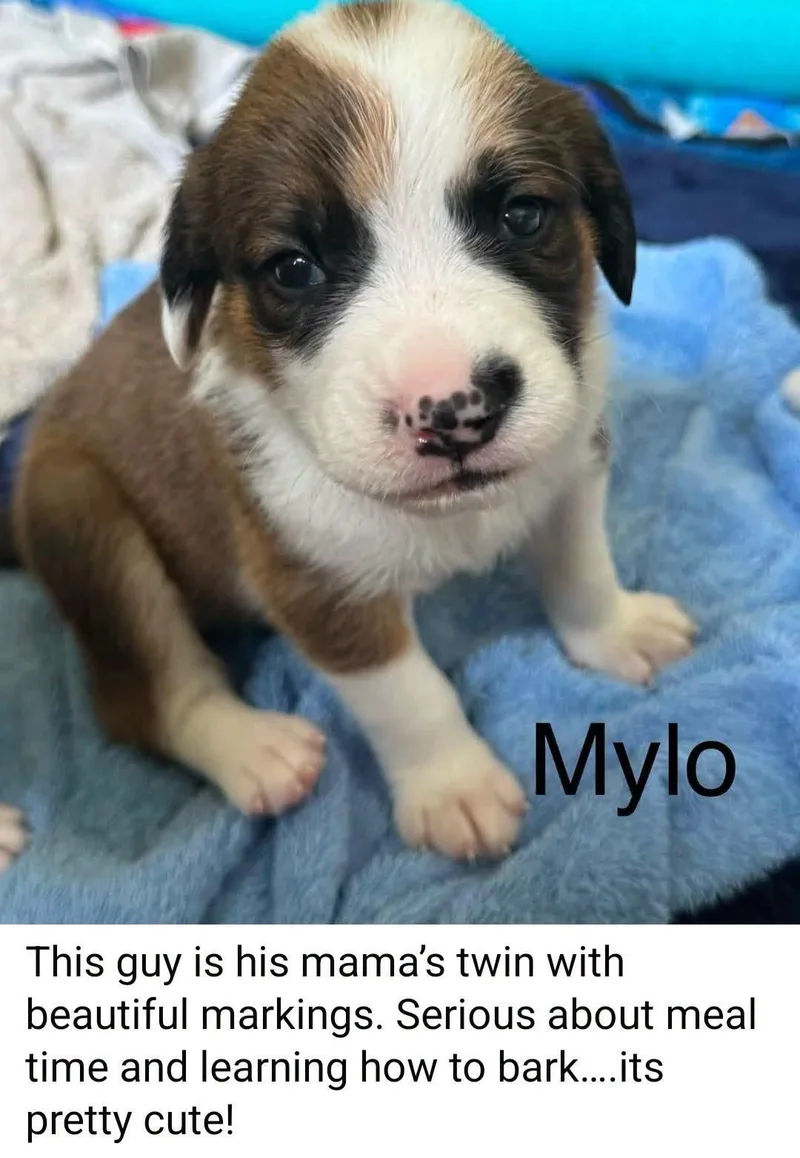 Mylo thumbnail 2