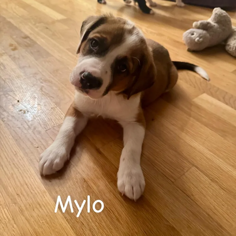 Mylo thumbnail 3