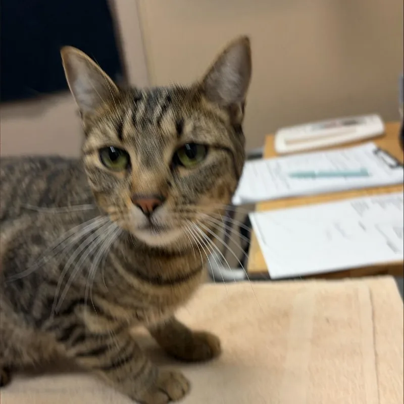 An adult medium-sized female Domestic Short Hair cat named Calypso for adoption in Tacoma, WA