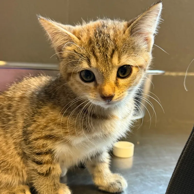 A baby small-sized female Brown / Chocolate Domestic Short Hair cat named Tonic for adoption in Pasadena , MD