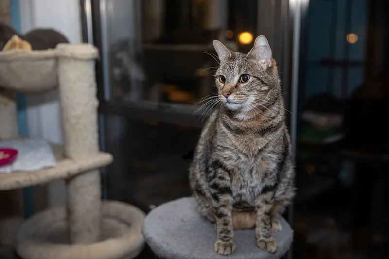 An adult large-sized male Brown / Chocolate Bengal cat named Anakin for adoption in Chicago, IL