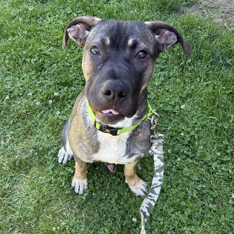 An adult large-sized male Black Mastiff dog named Moose for adoption in Eatontown, NJ
