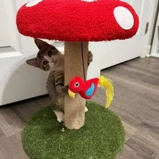 Smokey At Petsmart East