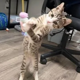 Smokey At Petsmart East thumbnail 2