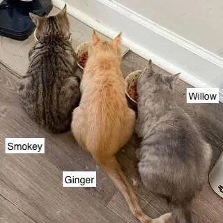 Smokey At Petsmart East thumbnail 3