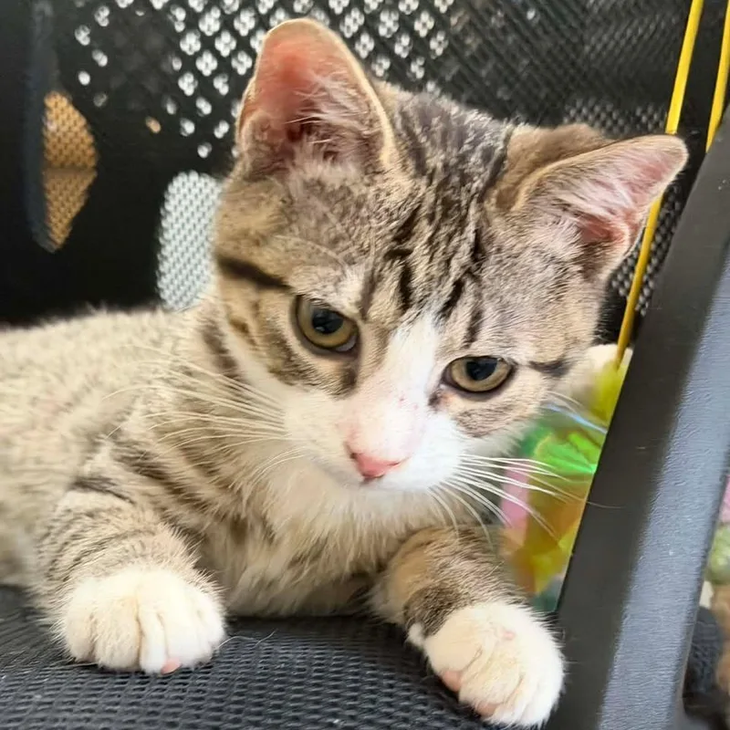 Smokey At Petsmart East thumbnail 4