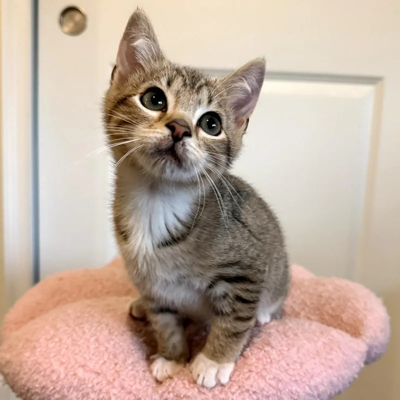 A baby small-sized male Brown / Chocolate Domestic Short Hair cat named Bean for adoption in Orlando, FL