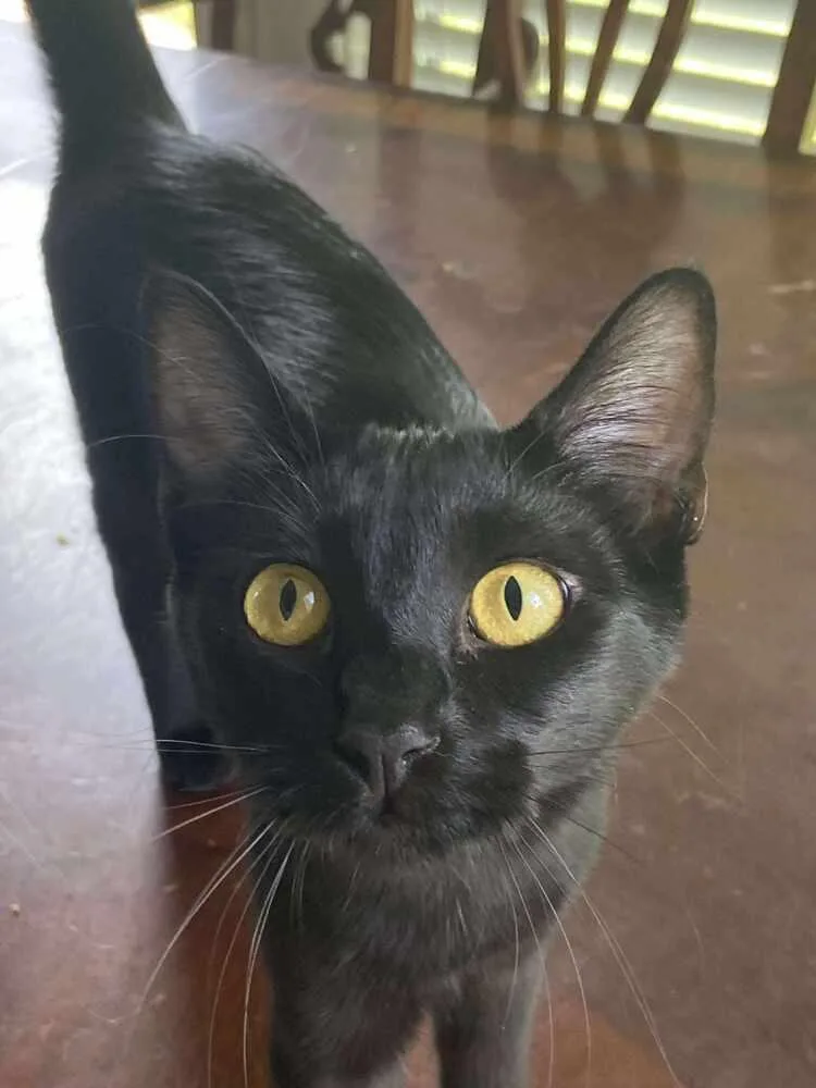 A young small-sized female Black Domestic Short Hair cat named Mable for adoption in Bossier City, LA