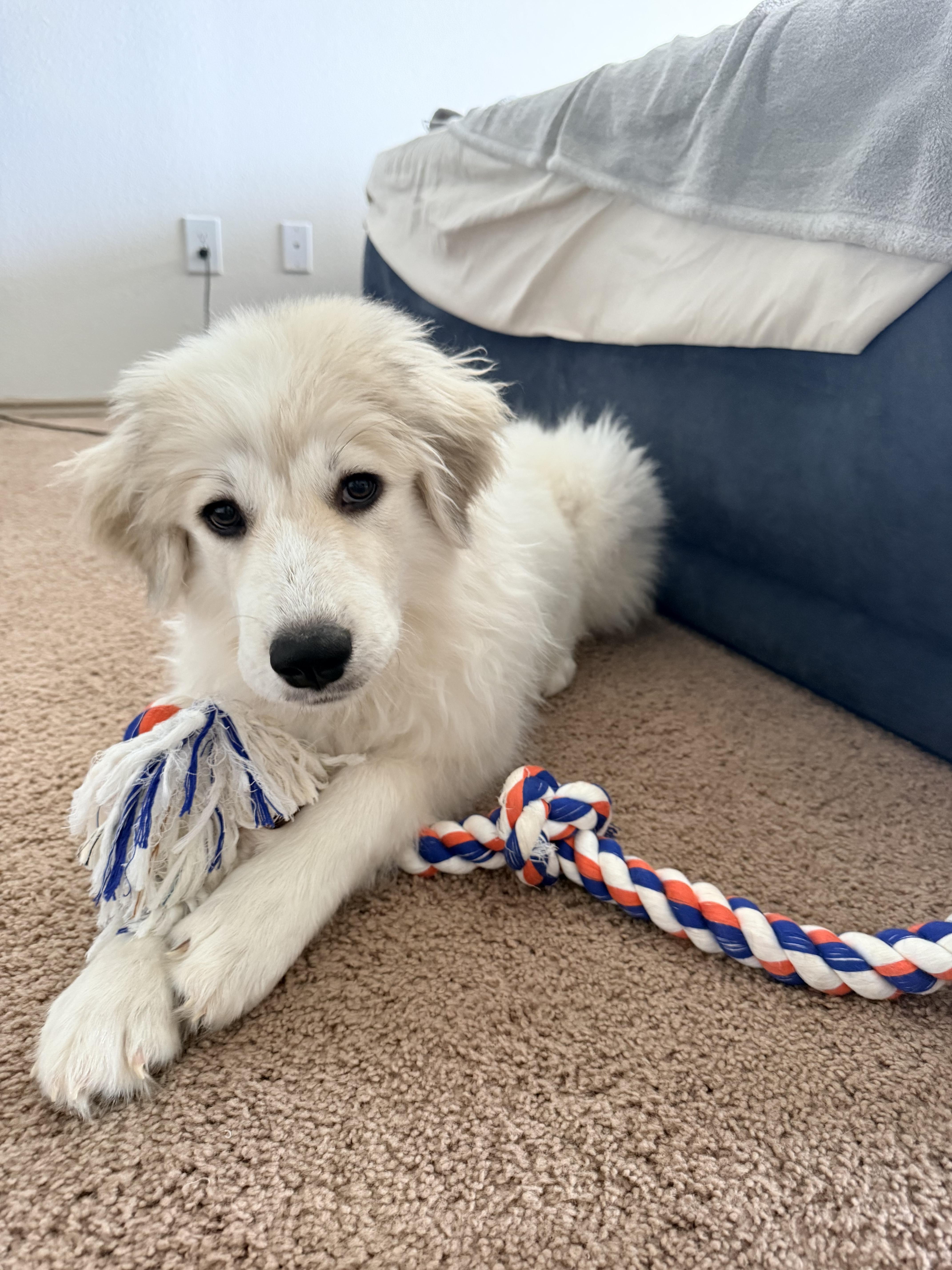 A baby large-sized female Great Pyrenees dog named Calisto SAT for adoption in Quinlan, TX