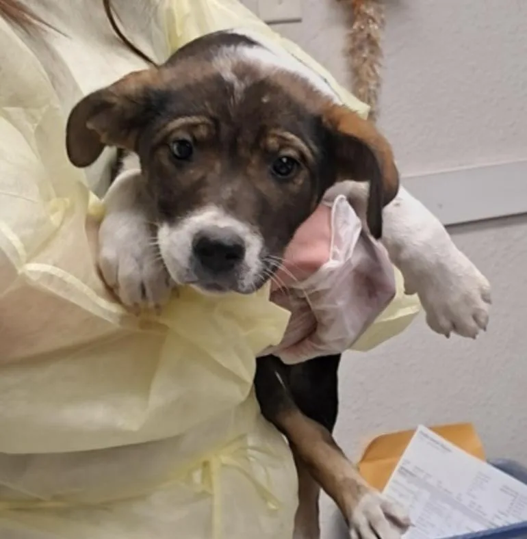 A baby medium-sized female Shepherd dog named Aubrey for adoption in Hollister, MO