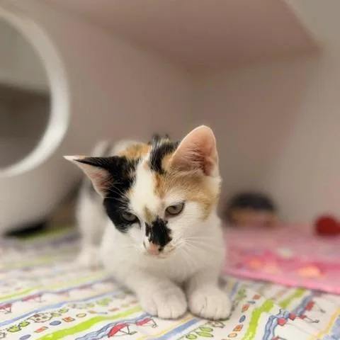 A baby small-sized female White Domestic Short Hair cat named Molecule for adoption in Hawthorne, CA