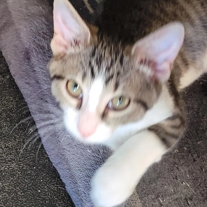 A young small-sized male Brown / Chocolate Domestic Short Hair cat named Minnow for adoption in Monroe, MI